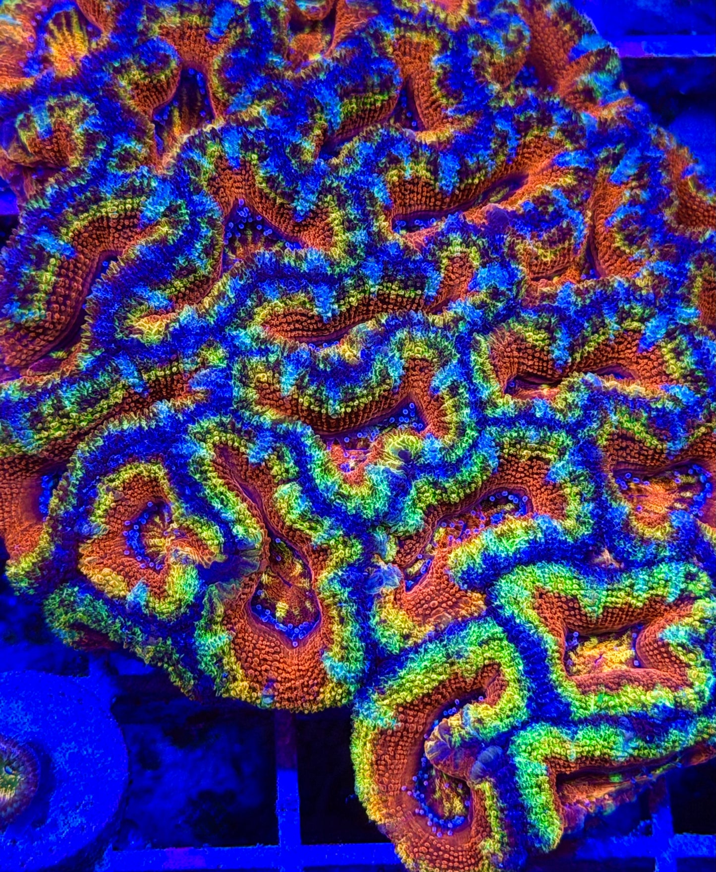 Circus Freak Aussie Acan