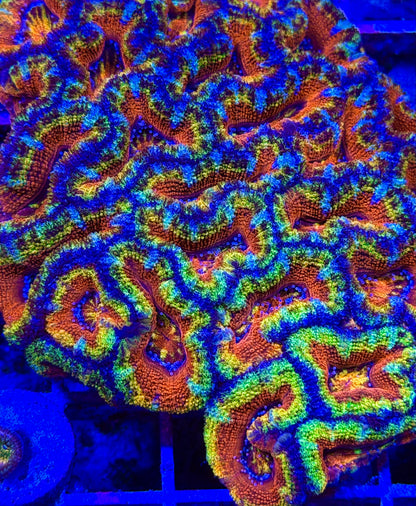 Circus Freak Aussie Acan