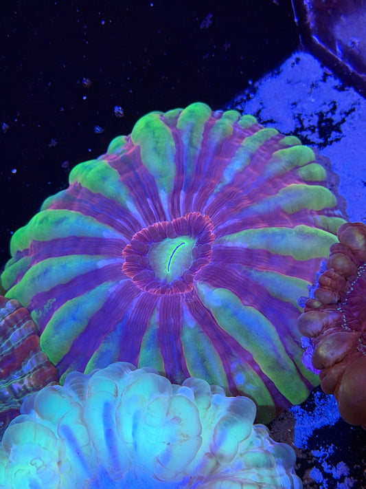 Watermelon Pinwheel Cynarina