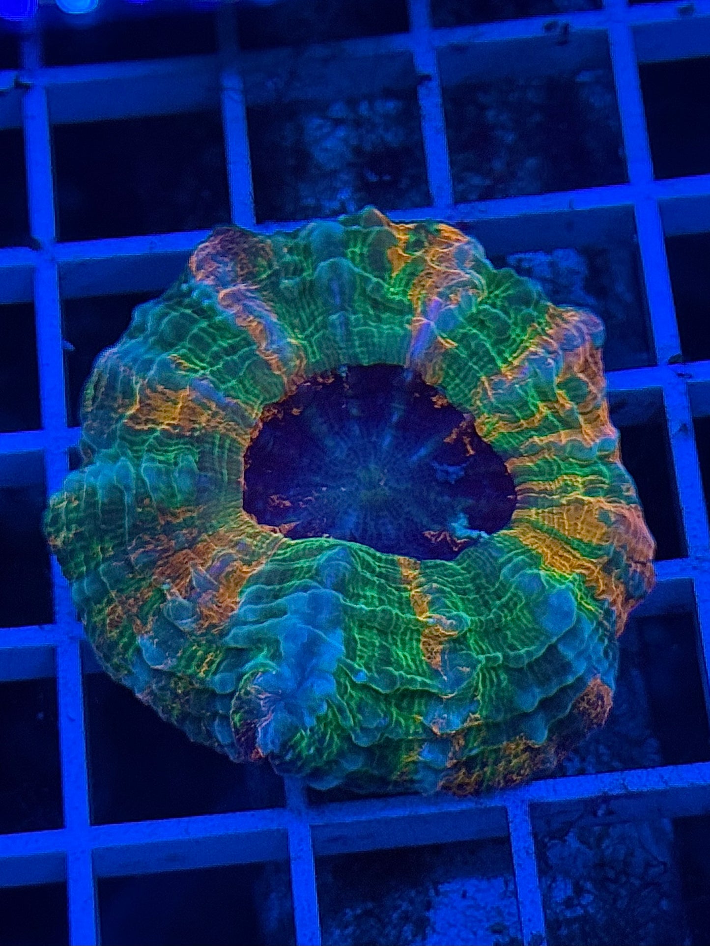 Ultra Primium Matallic Acantho