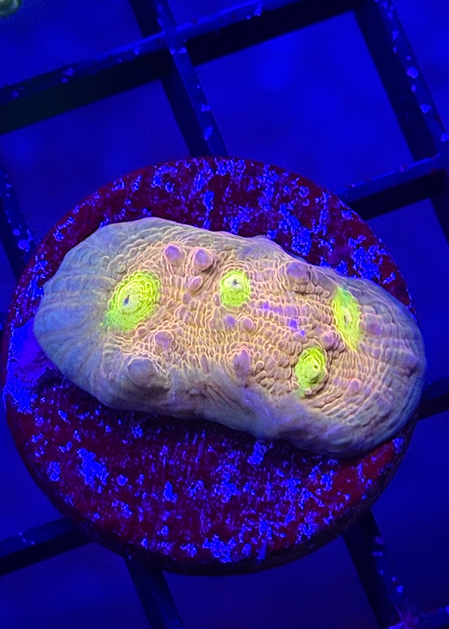 TPZ Fanny Flutter Glitter Asian Acan