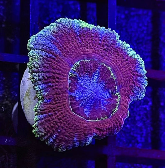 Imperial Glitter Asian Acan