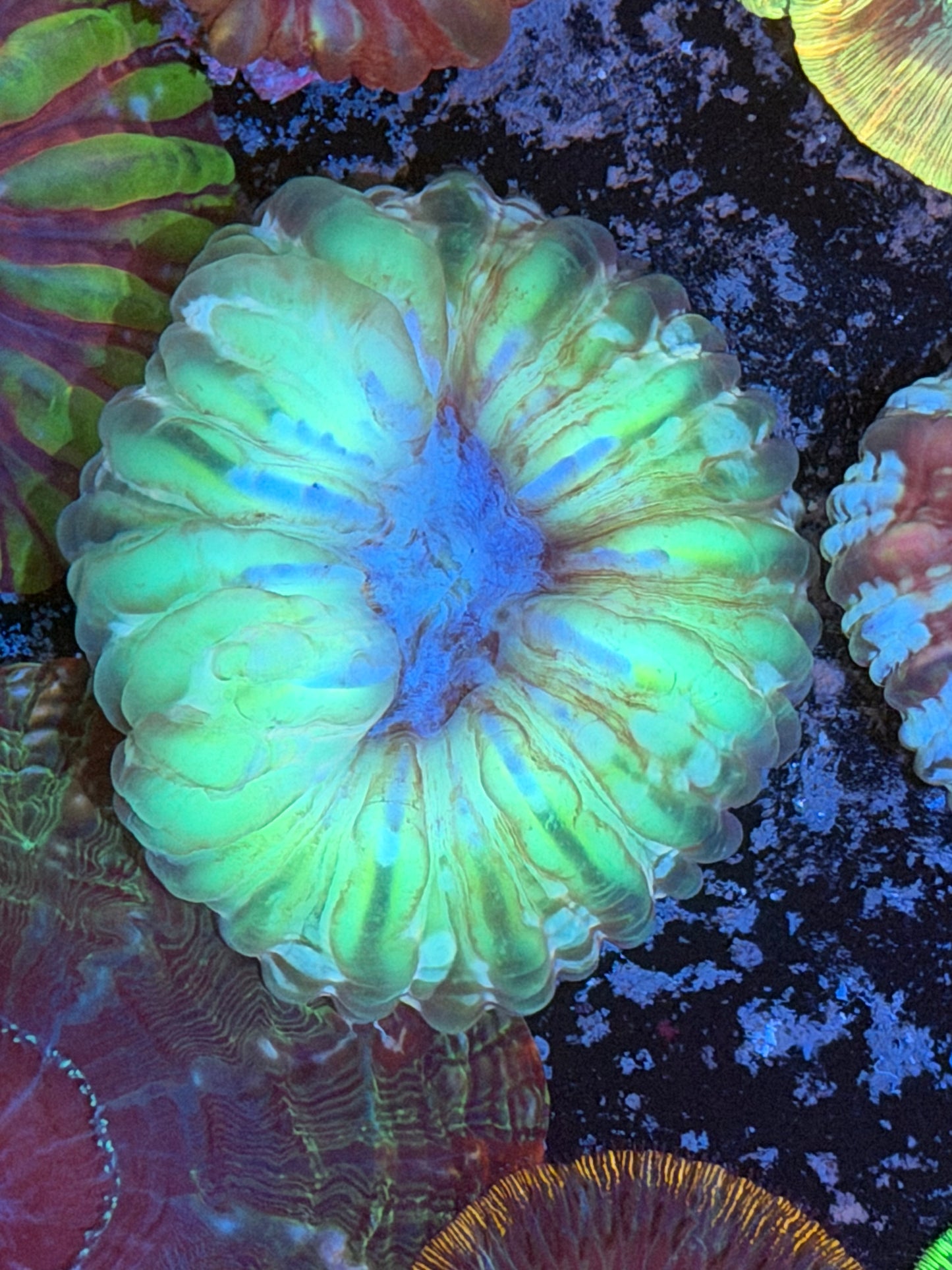Lemon Lime Cynarina