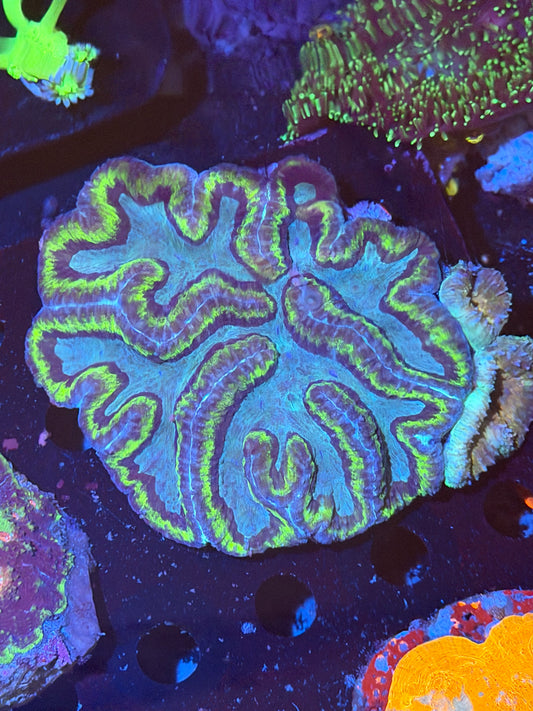 Lime & Teal Metallic Symphyllia