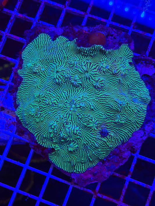 Green Convict Chalice Colony