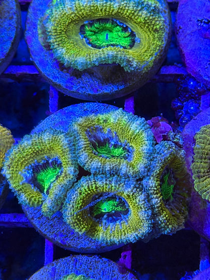 Lemon Head Aussie Acan