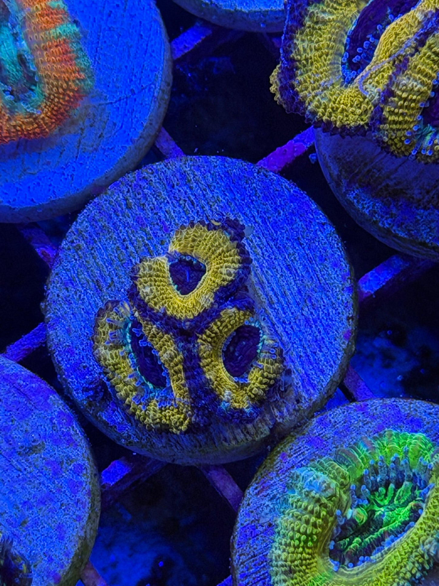 Honey Nut O Aussie Acan