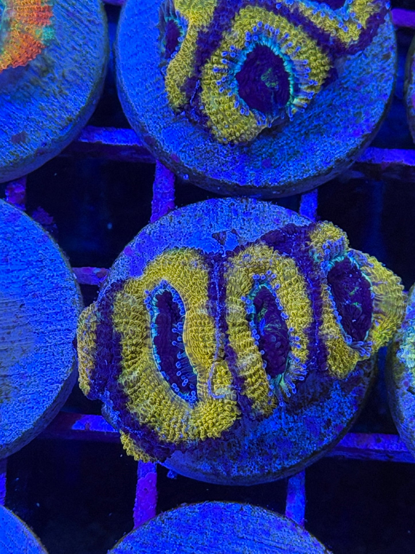Honey Nut O Aussie Acan