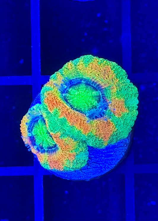 TPZ Apocalypse Asian Acan