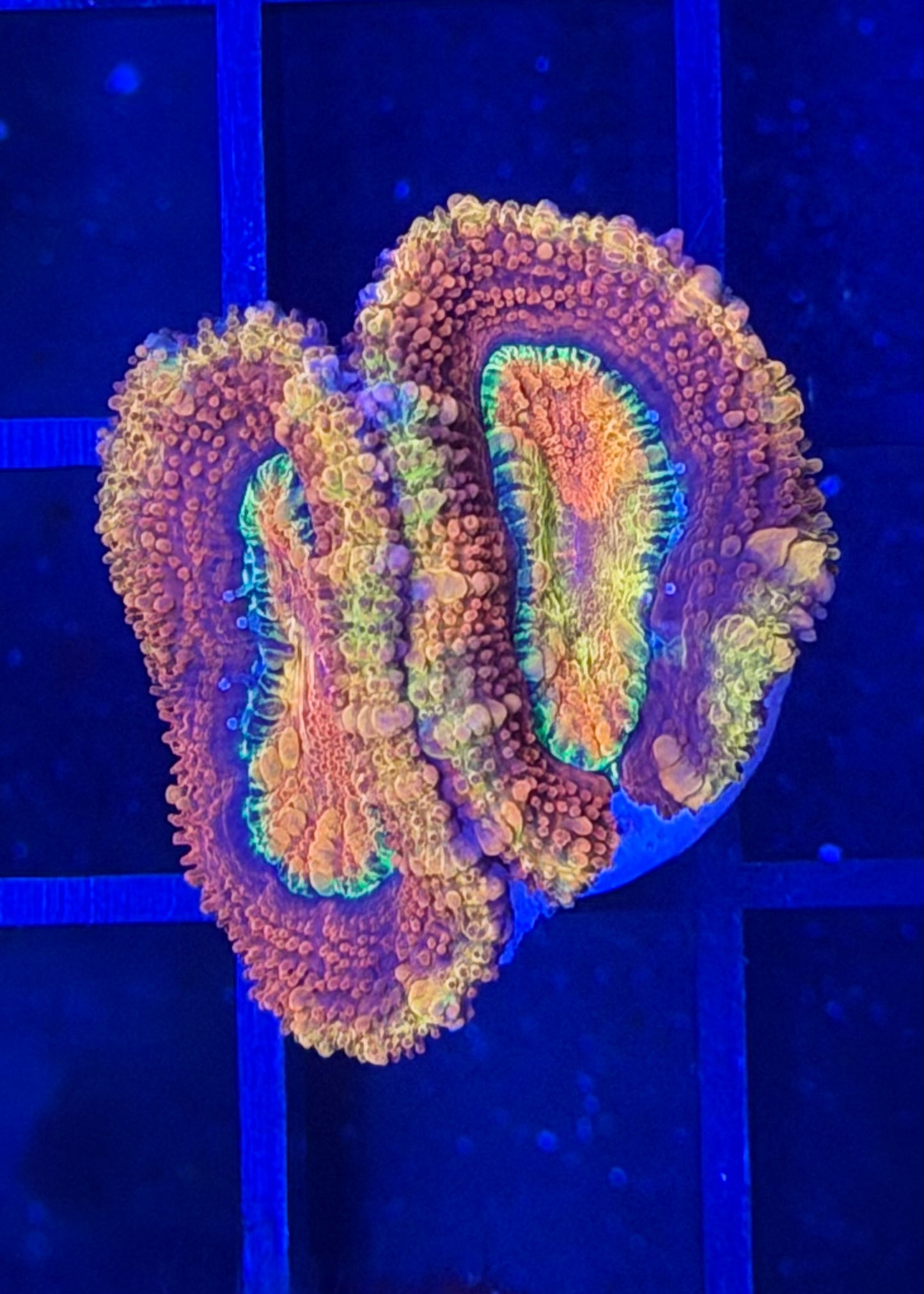 TPZ Rainbow Omen Aussie Acan