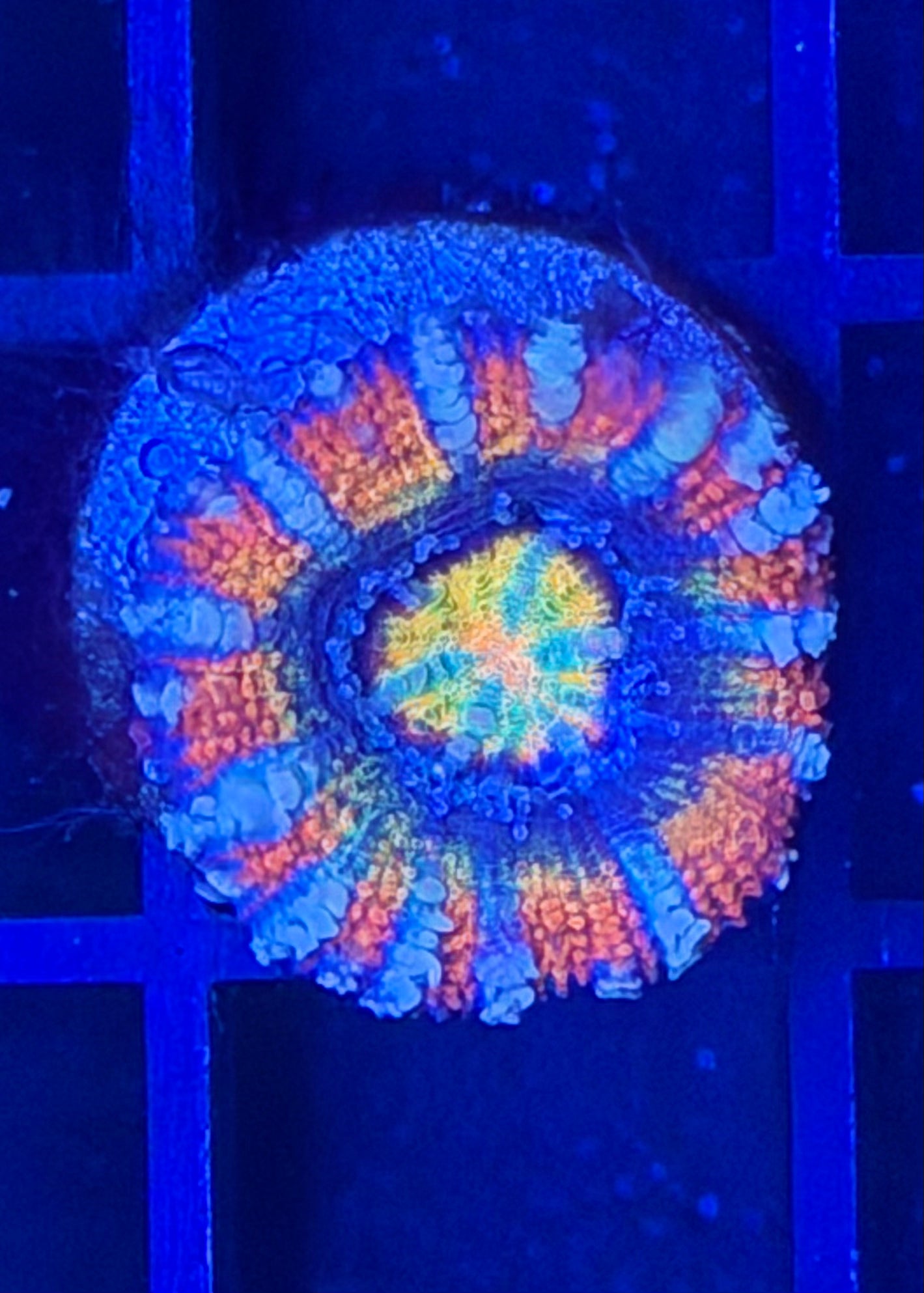 TPZ Purple Flamingo Rainbow Aussie Acan