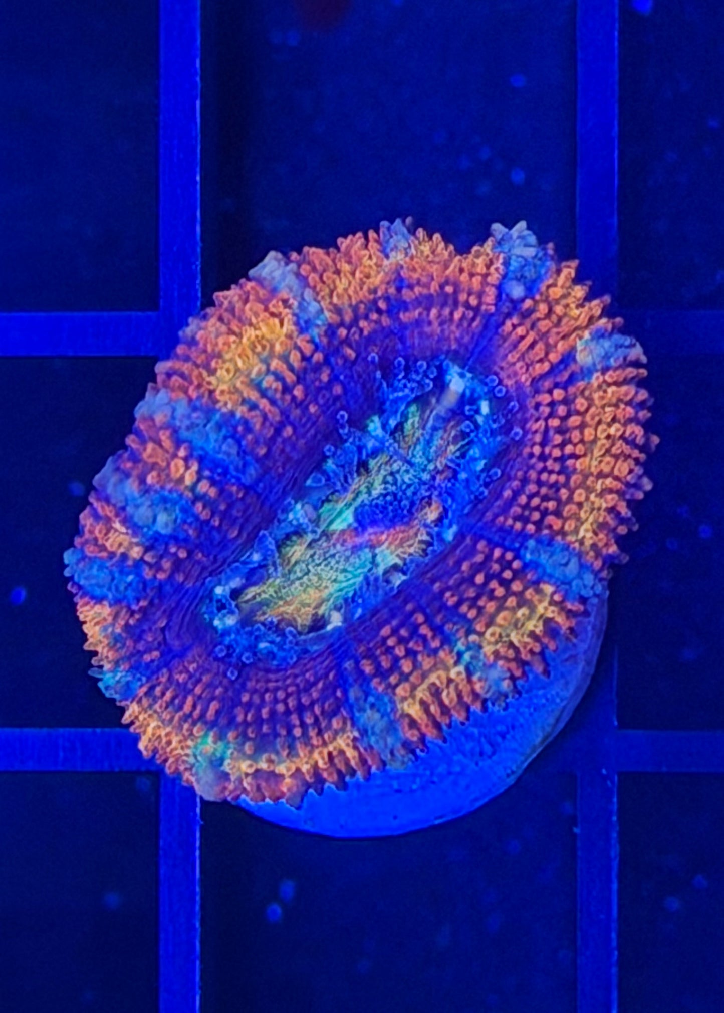 TPZ Wheel of Time Rainbow Aussie Acan