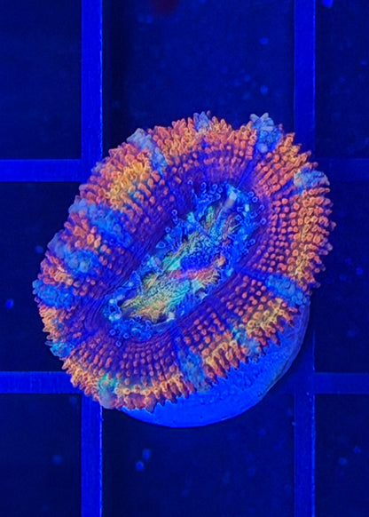 TPZ Wheel of Time Rainbow Aussie Acan