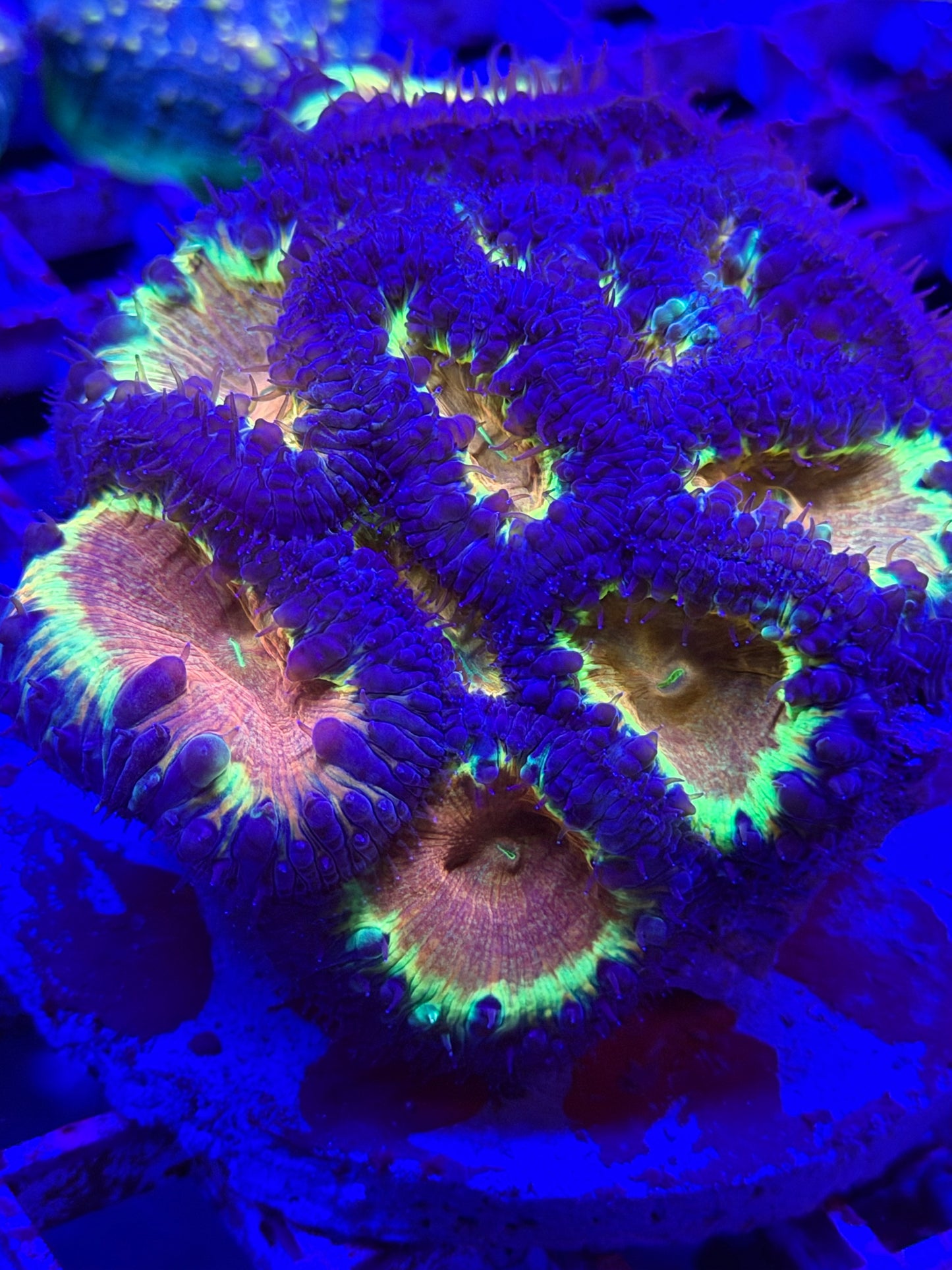 Firefly Blasto with Baby