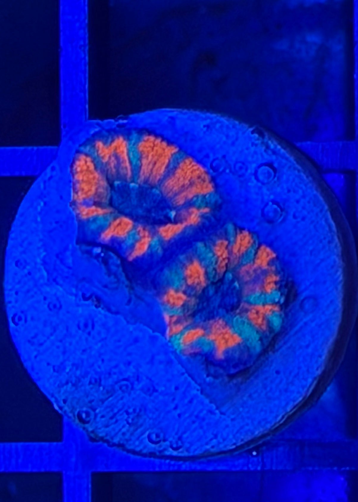 TPZ Midnight Sun Malaysian Acan