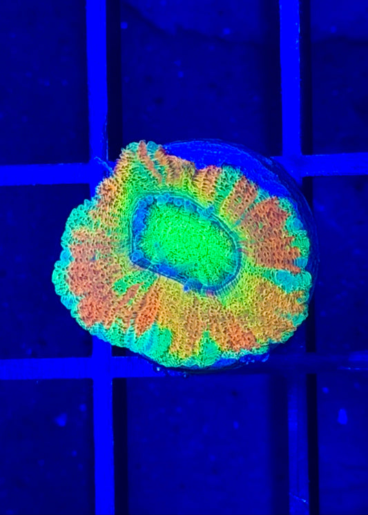 TPZ Apocalypse Asian Acan