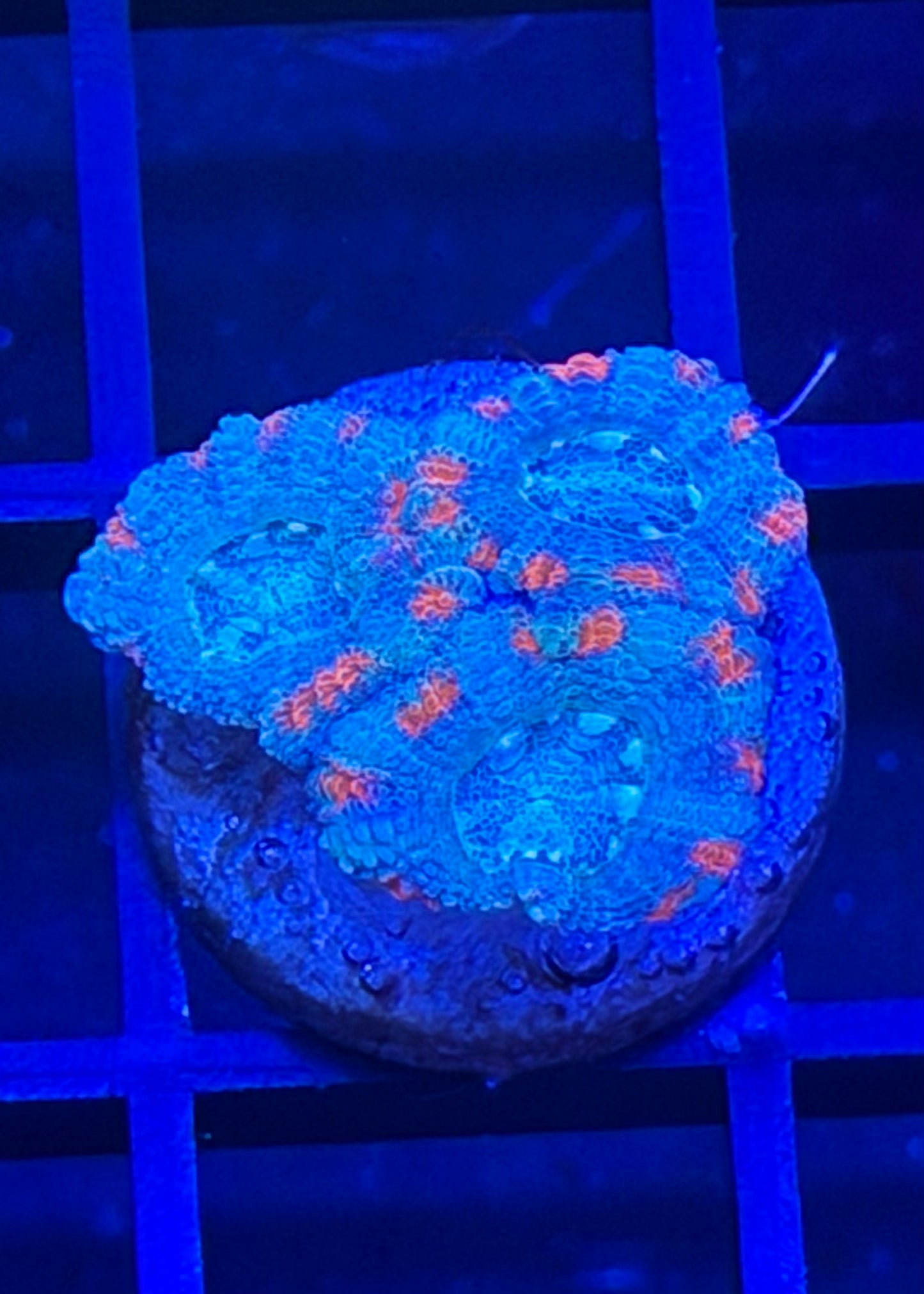 TPZ Blue Lagoon Asian Acan