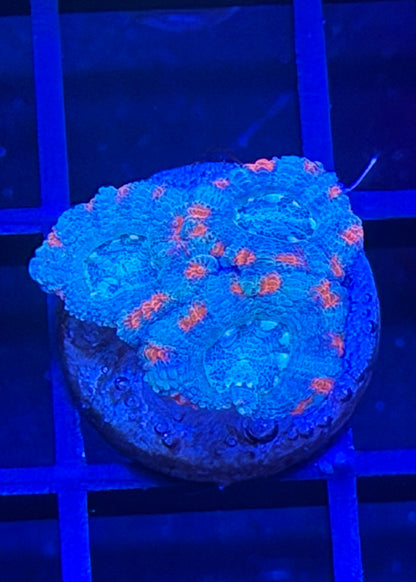 TPZ Blue Lagoon Asian Acan