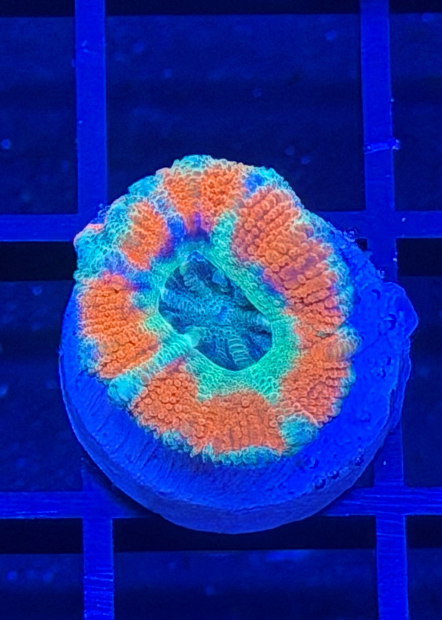 TPZ Valcanic Ash Asian Acan