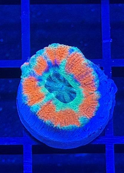 TPZ Valcanic Ash Asian Acan
