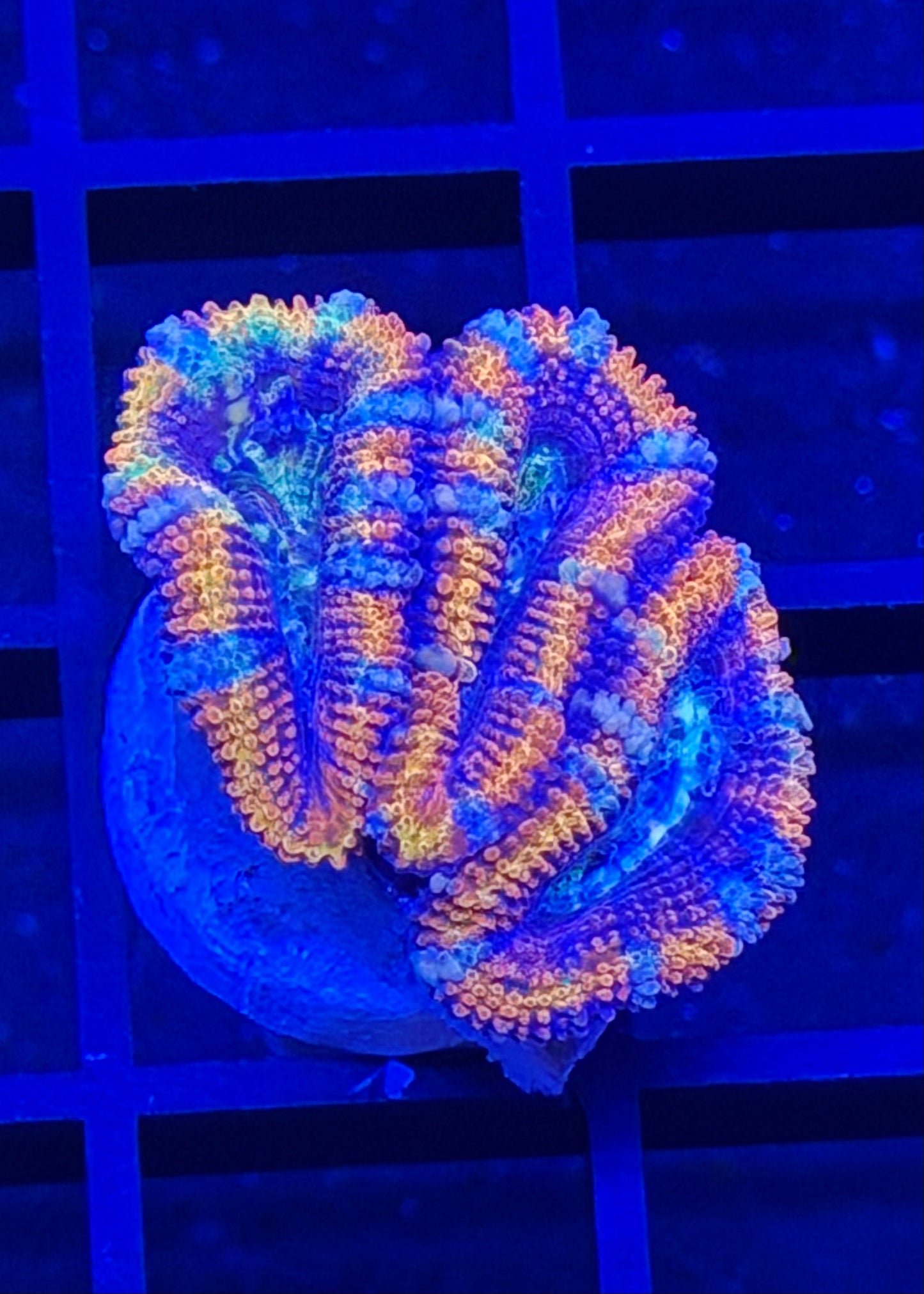TPZ Wheel of Time Rainbow Aussie Acan