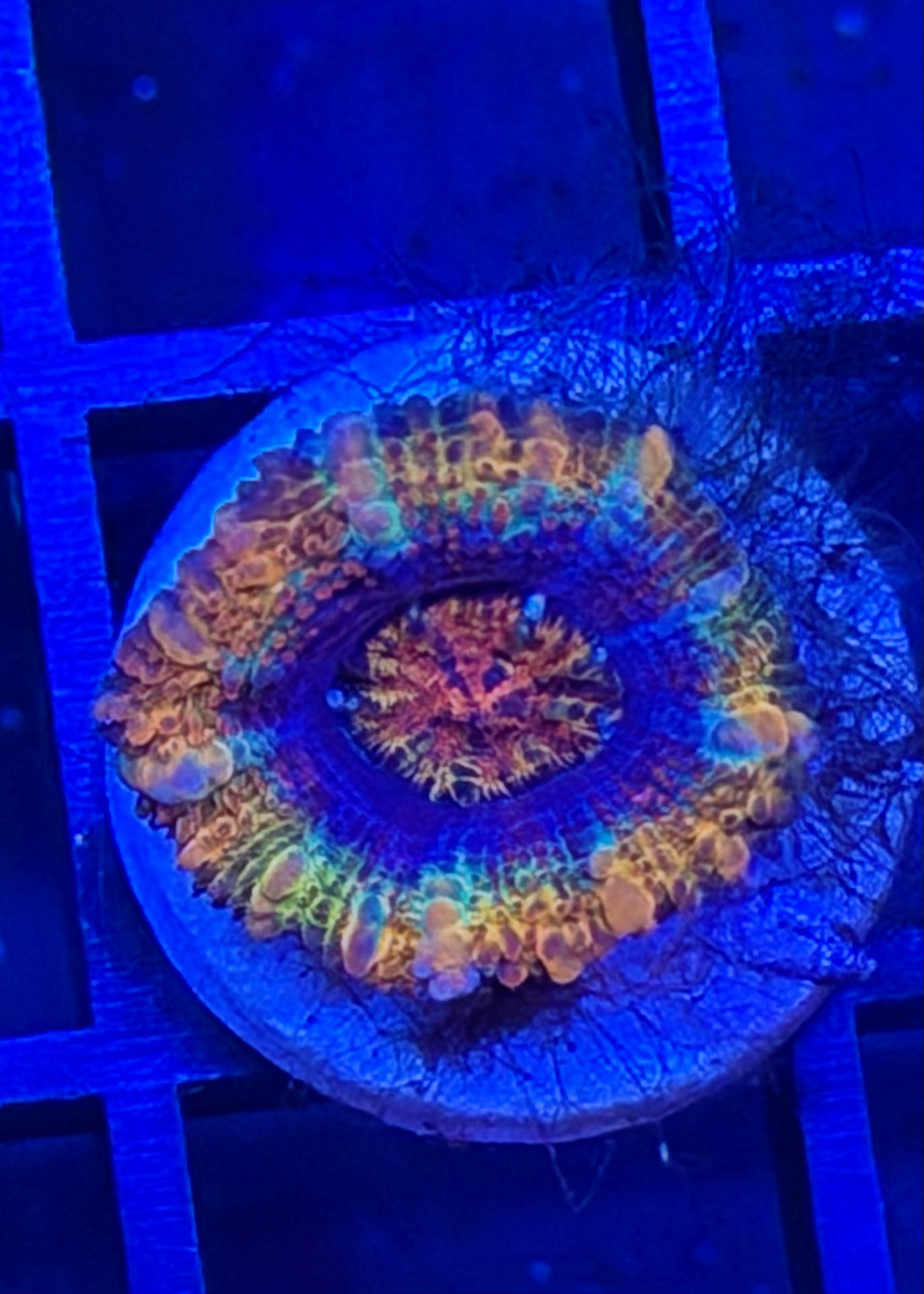 TPZ Acid Rain Rainbow Aussie Acan