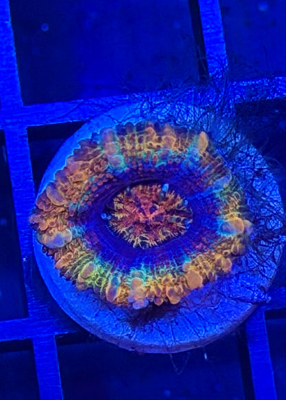 TPZ Acid Rain Rainbow Aussie Acan