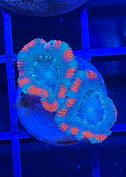 TPZ Blue Lagoon Asian Acan