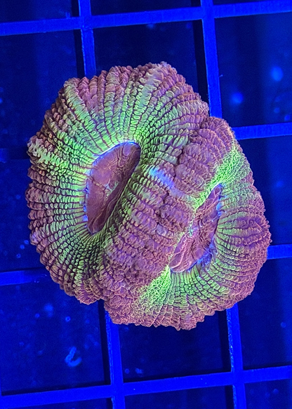 TPZ Fanny Flutter Glitter Asian Acan