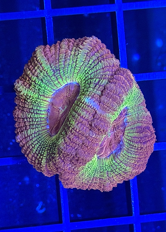 TPZ Fanny Flutter Glitter Asian Acan