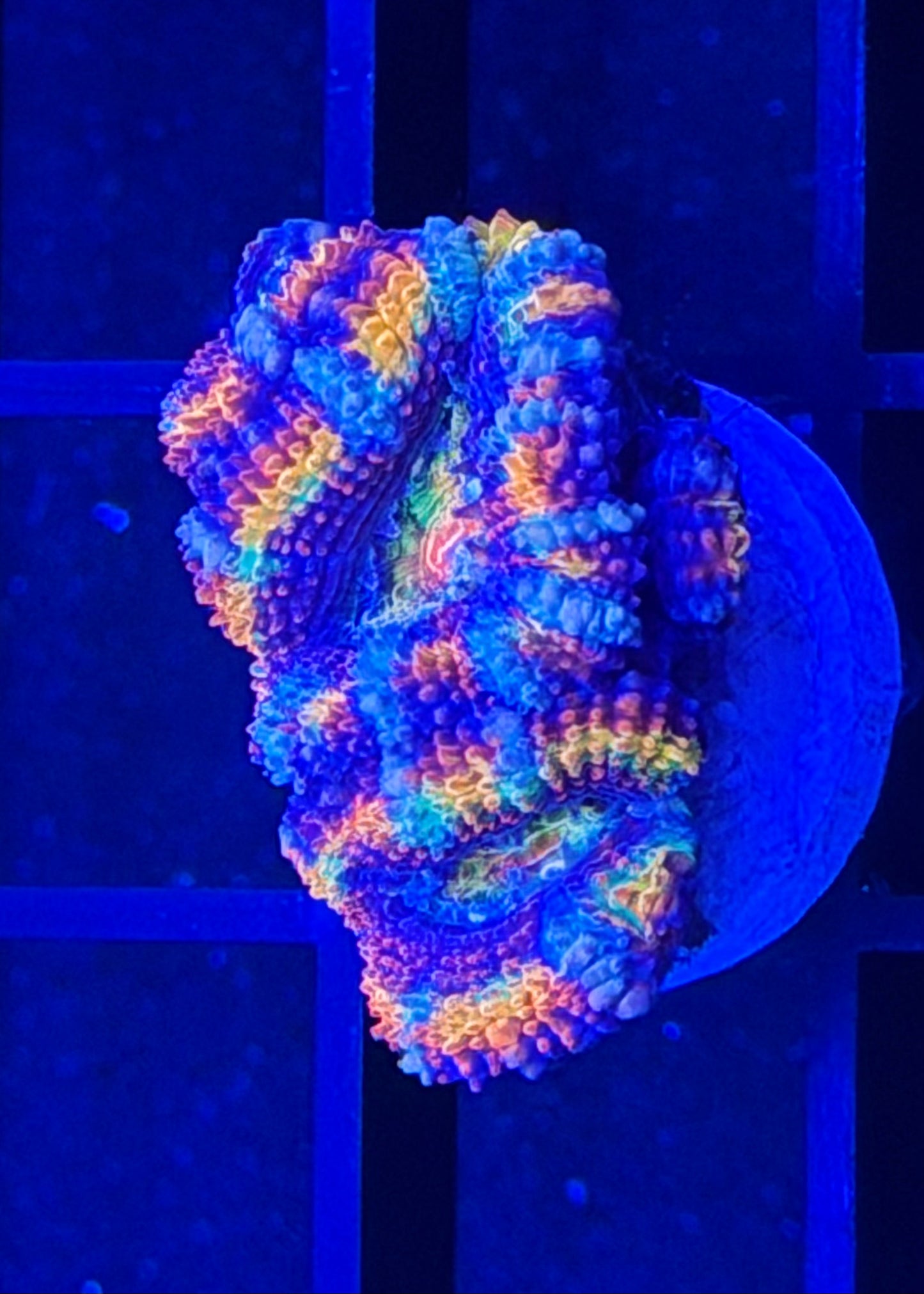 TPZ Wheel of Time Rainbow Aussie Acan