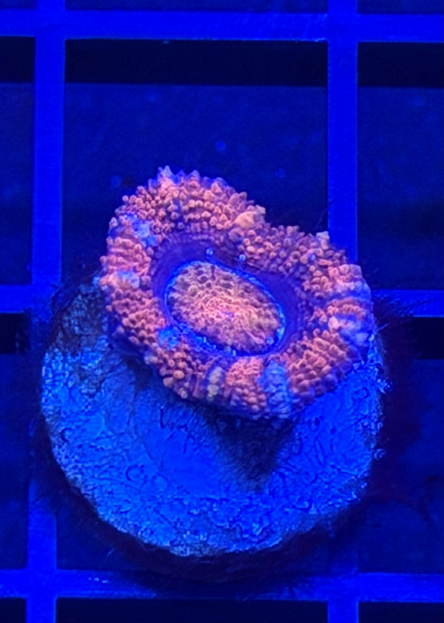 TPZ Run Away Dreams Aussie Acan