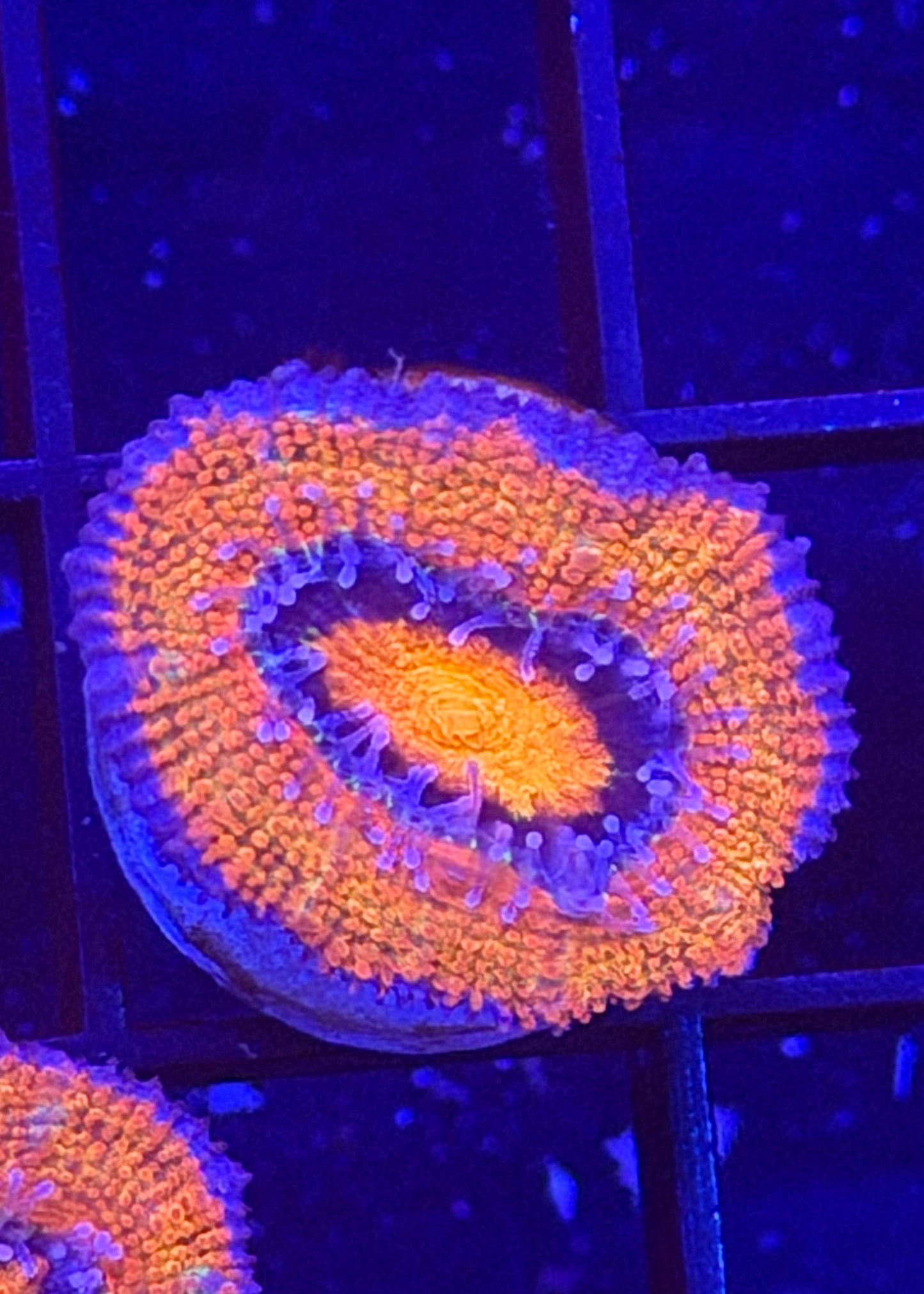 TPZ Orange You Glad Aussie Acan