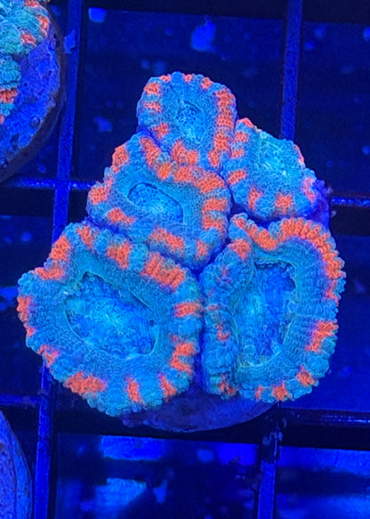 TPZ Blue Lagoon Asian Acan