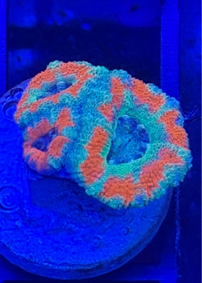 TPZ Valcanic Ash Asian Acan