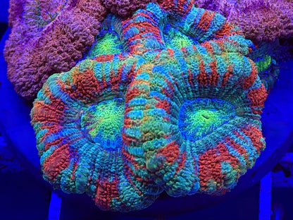 TPZ Turkey Tail Rainbow Asian Acan