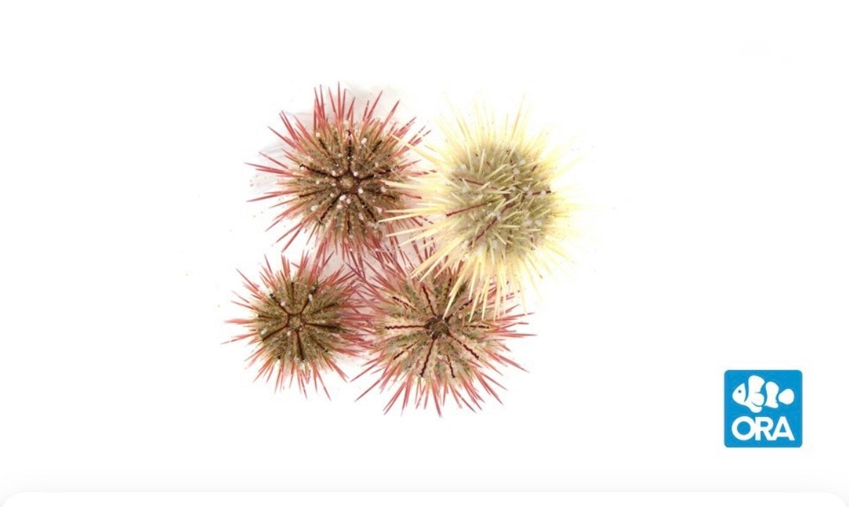 ORA Variegated Urchin