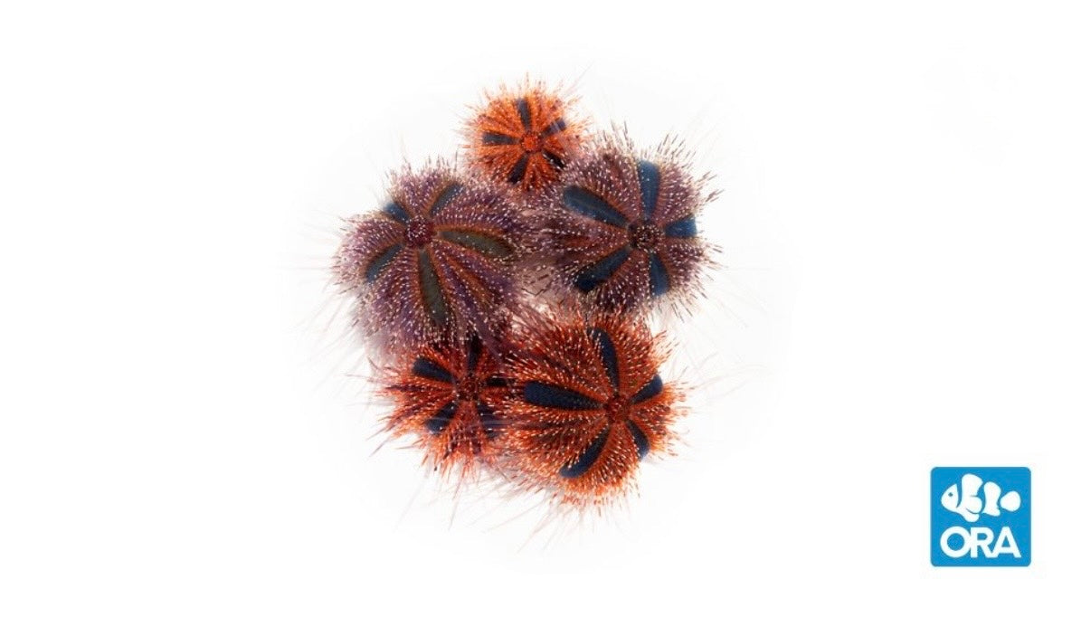 ORA Tuxedo Urchin