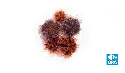 ORA Tuxedo Urchin