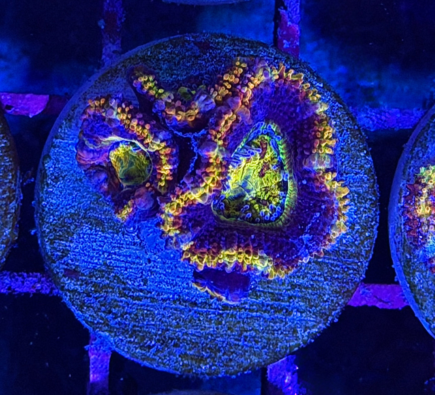 Baby Girl Aussie Acan