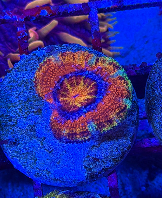 Circus Freak Aussie Acan