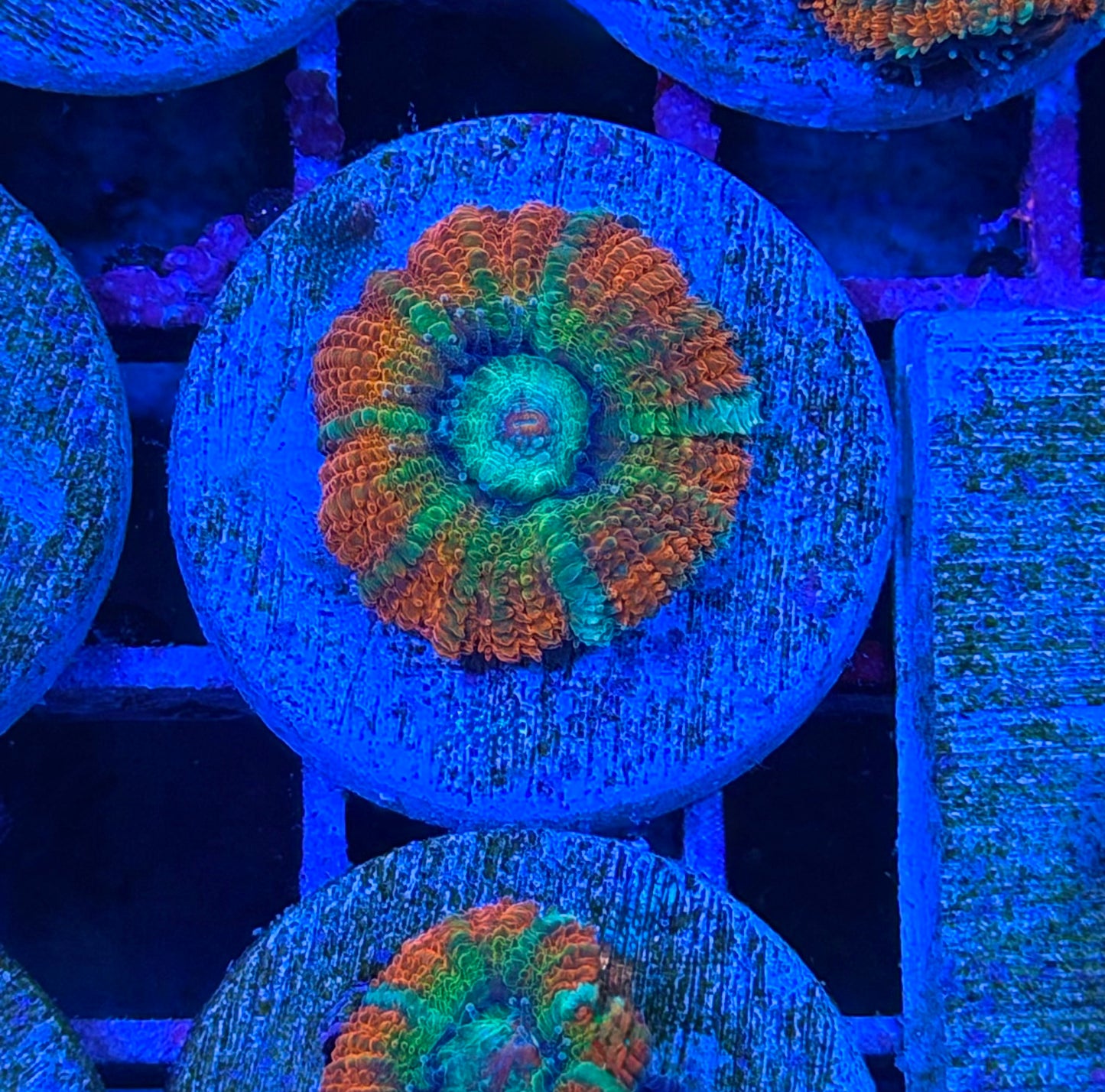 Rainbow Shockwave Aussie Acan