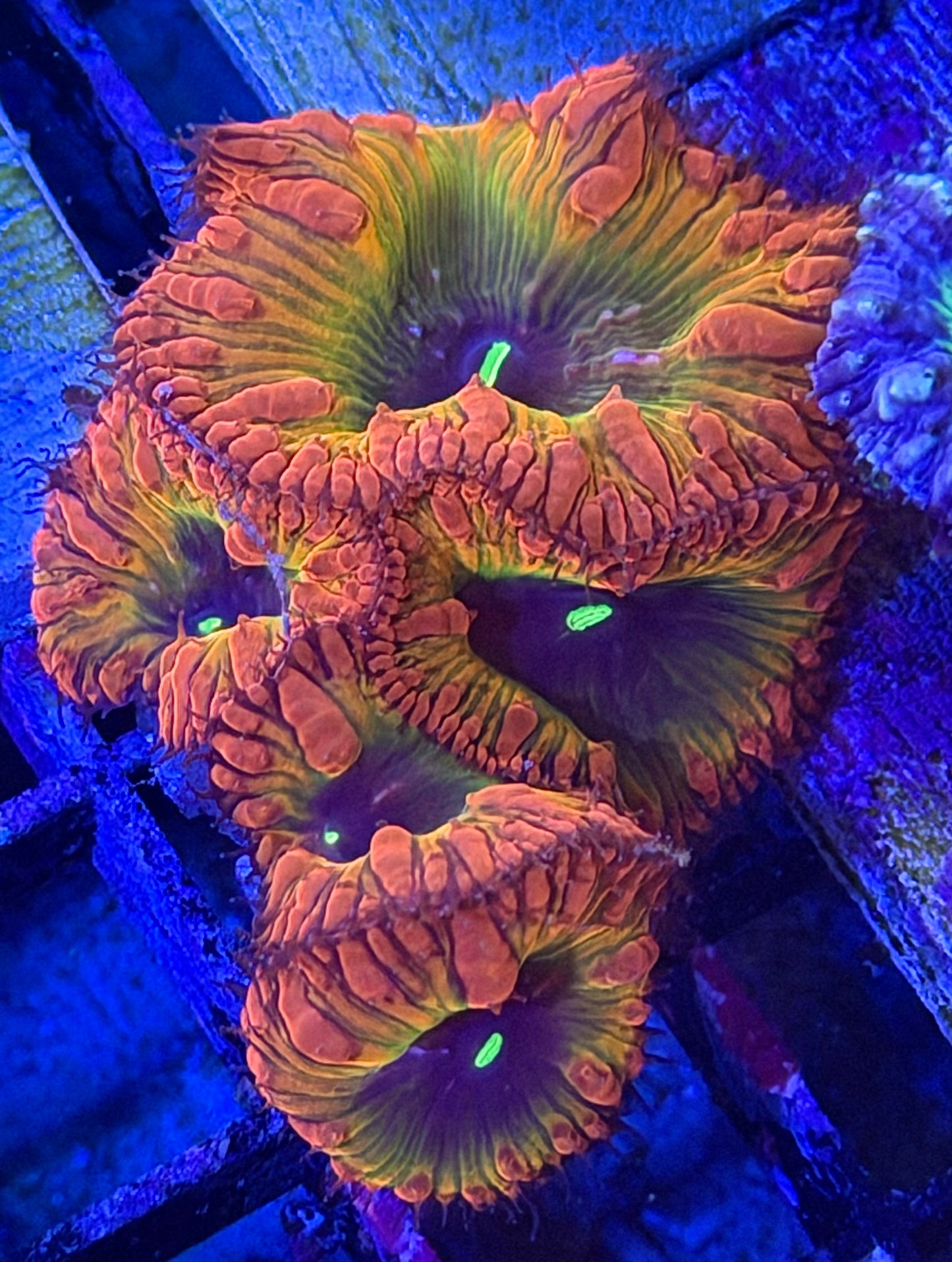 Taste The Rainbow Blasto