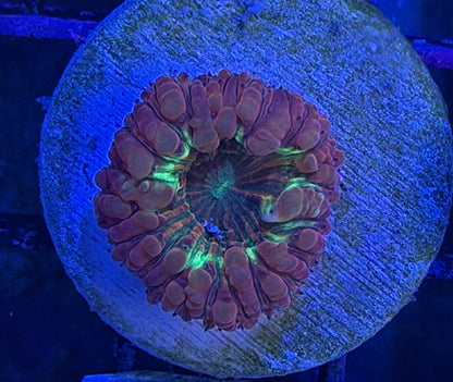 Molly Ringwald Pink Blasto
