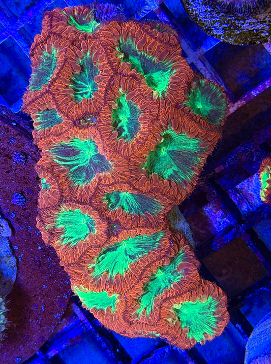 Show Size Paint Splatter Blasto Colony