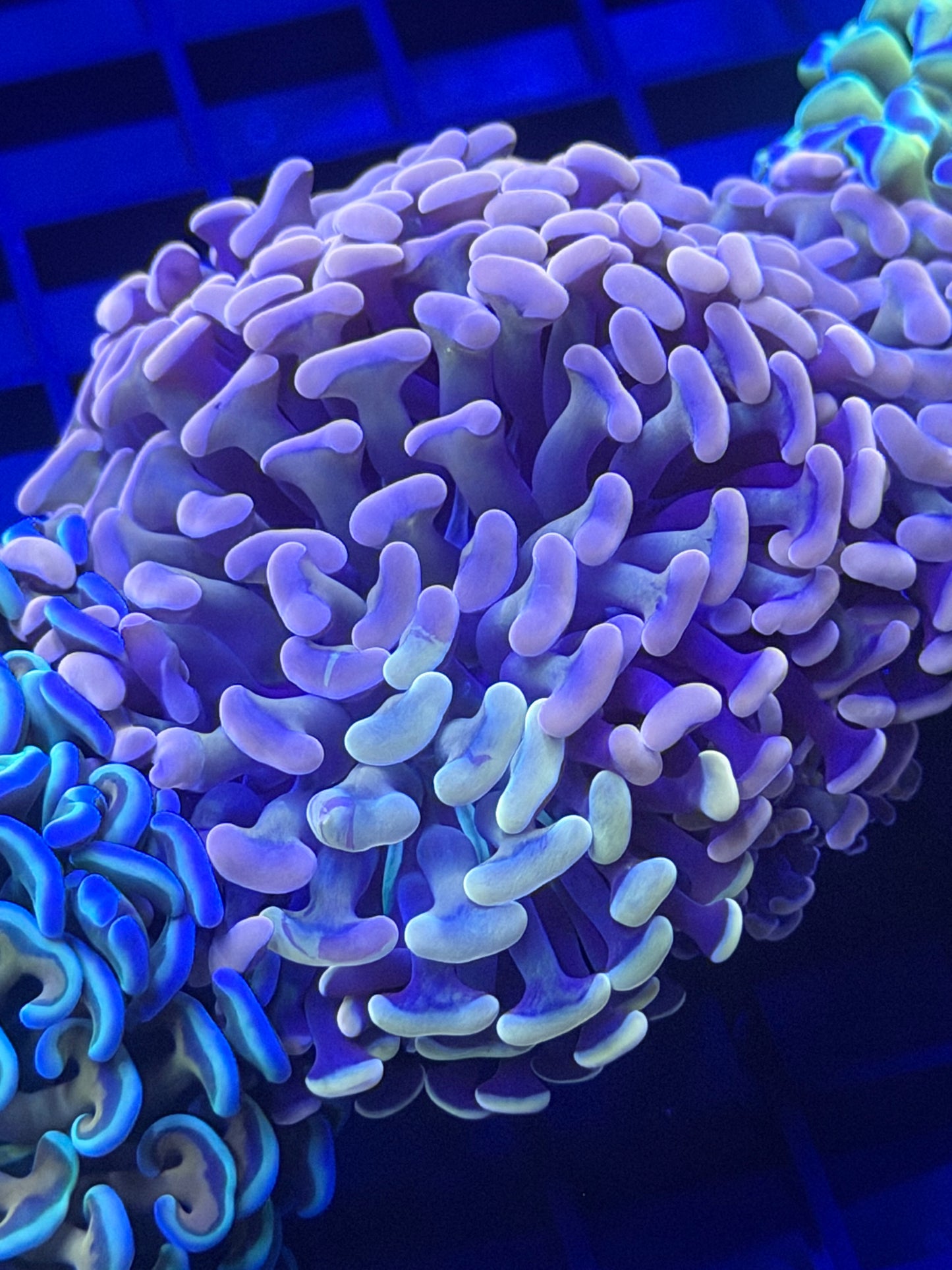 Triple Pink Baron Grafted Malaysian Fat Head Hammer