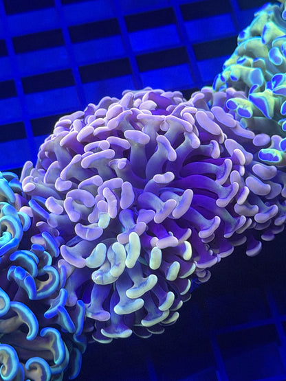 Triple Pink Baron Grafted Malaysian Fat Head Hammer