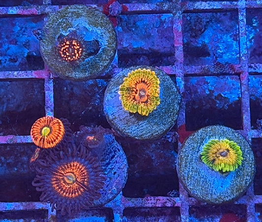 Zoa Pack