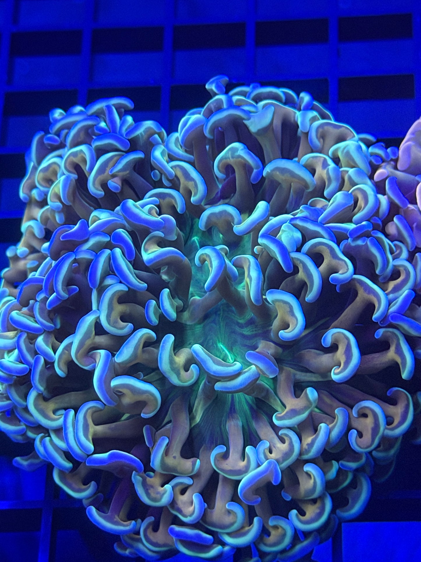 Soul Shaker Ultra Malaysian Fat Head Hammer