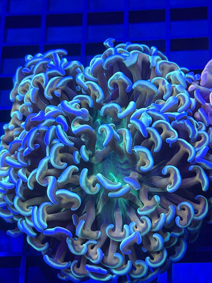 Soul Shaker Ultra Malaysian Fat Head Hammer